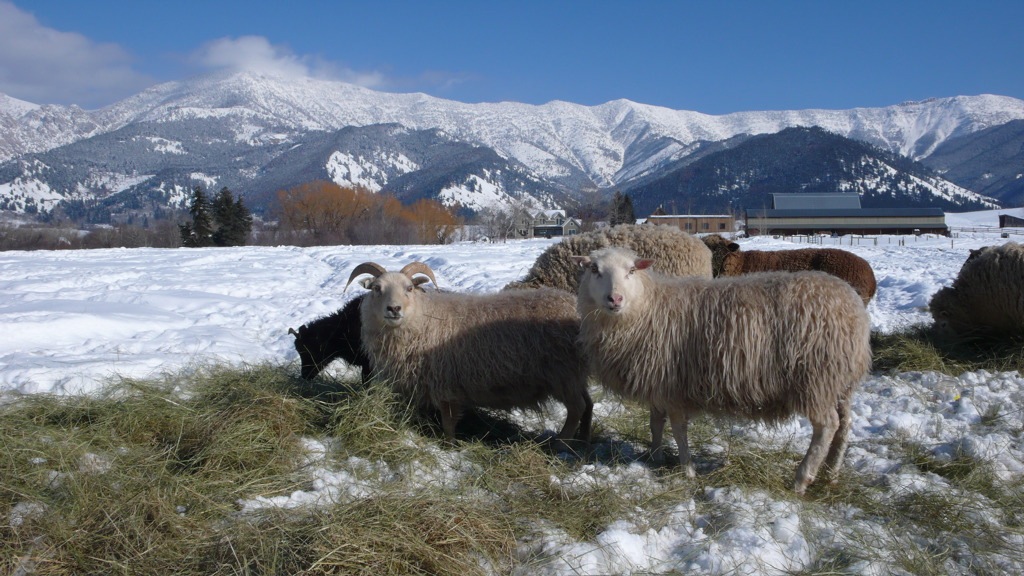 Willow Spring Ranch Montana LocalHarvest