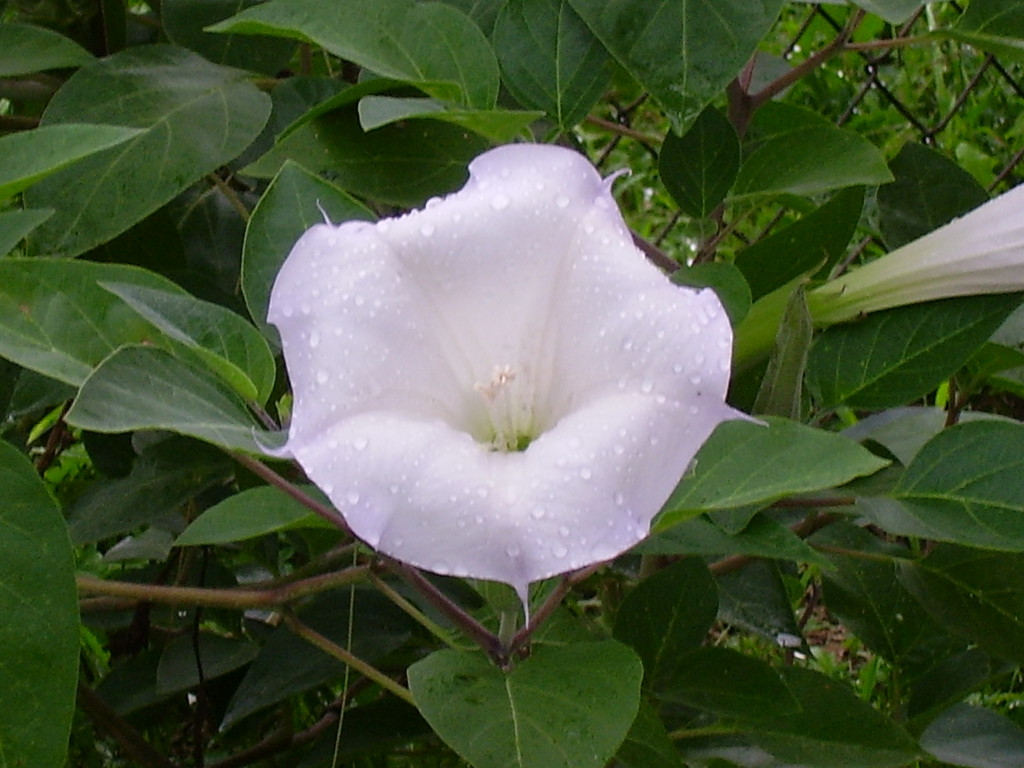 Pulaski Farmers Market LocalHarvest
