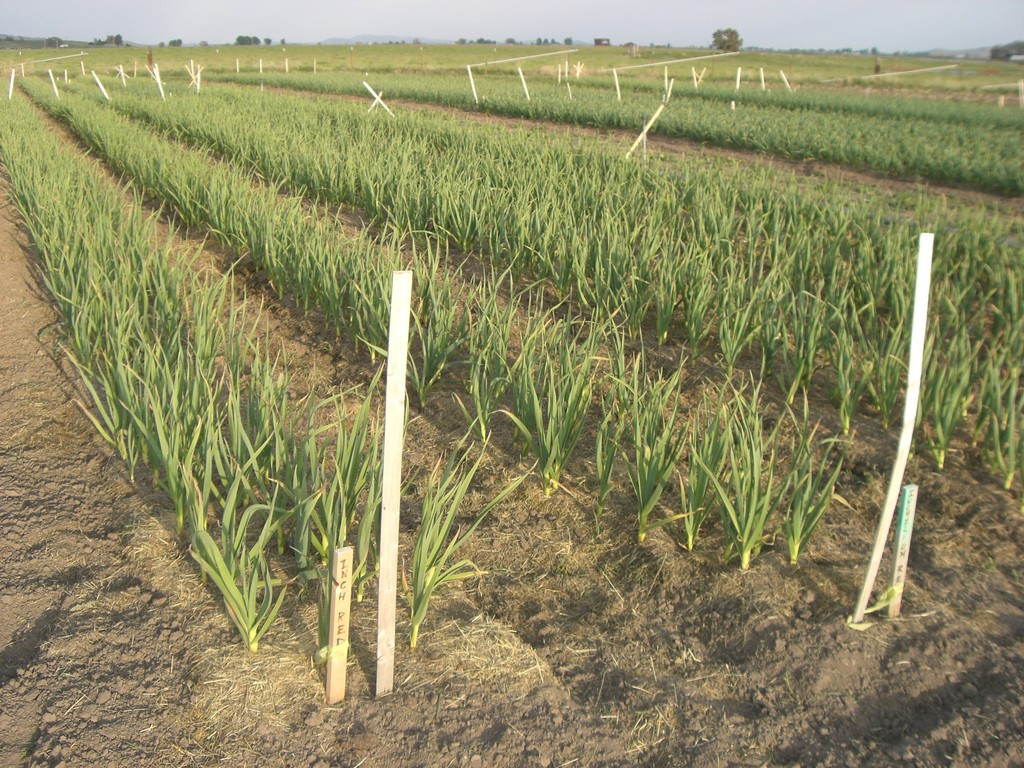 Big John's Garden LocalHarvest