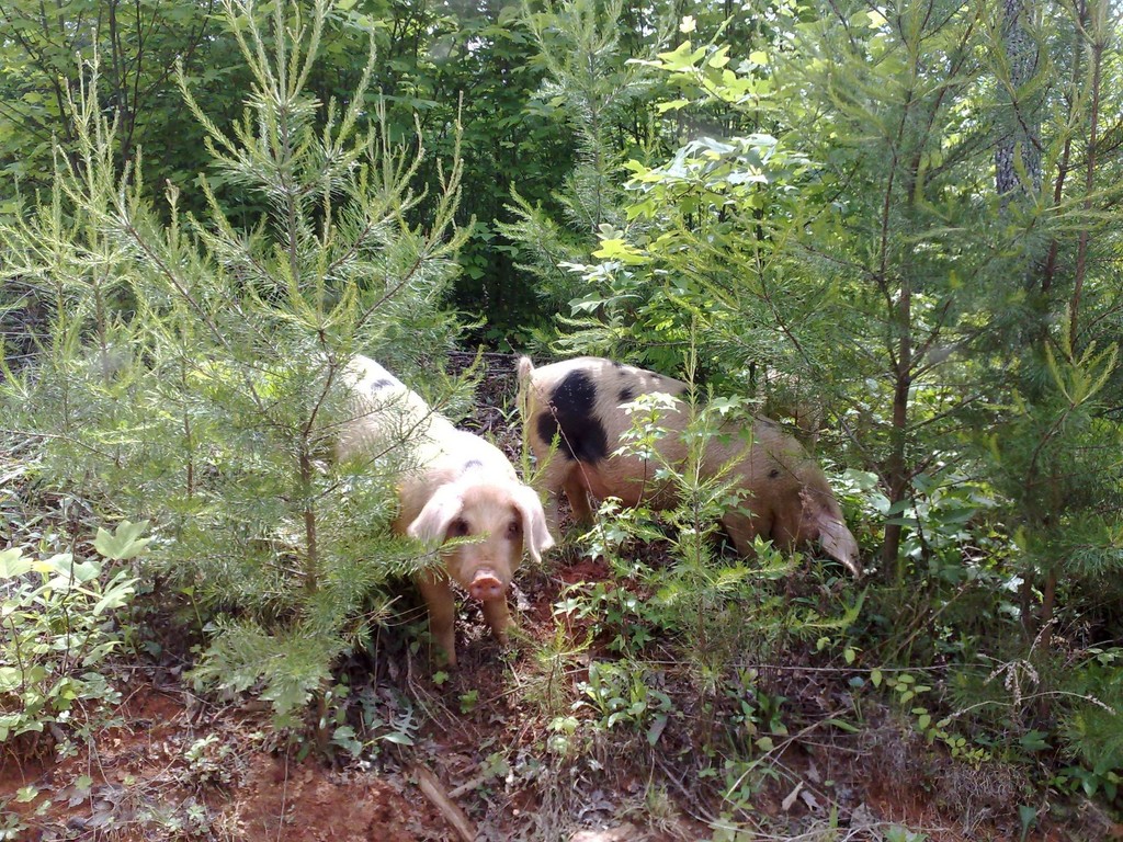 Rock House Farm Burke,LLC LocalHarvest