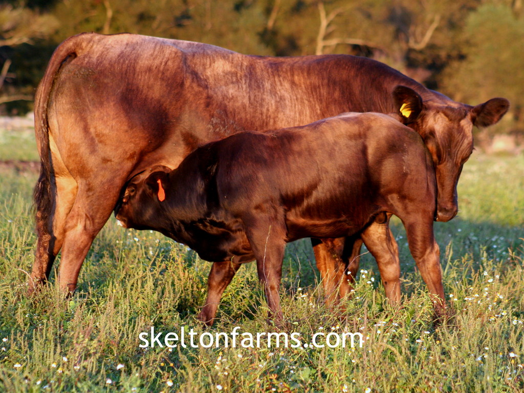 Skelton Farms 100 Grass Fed Beef LocalHarvest