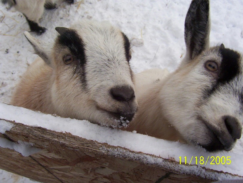 L'Anse Farmers' Market LocalHarvest