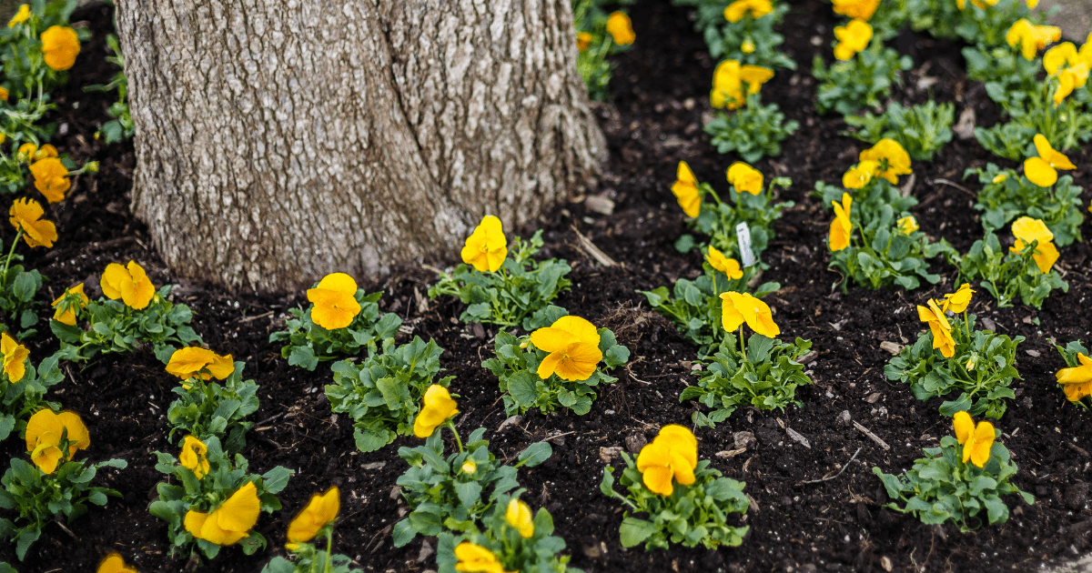 The Best Heat Tolerant Plants for Texas (And How to Help Them Thrive