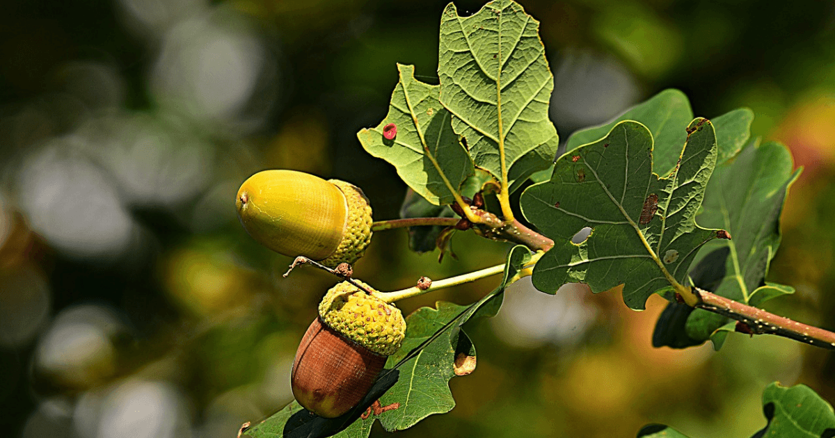 How to Know The Best Time to Trim Oak Trees in Texas Landscape
