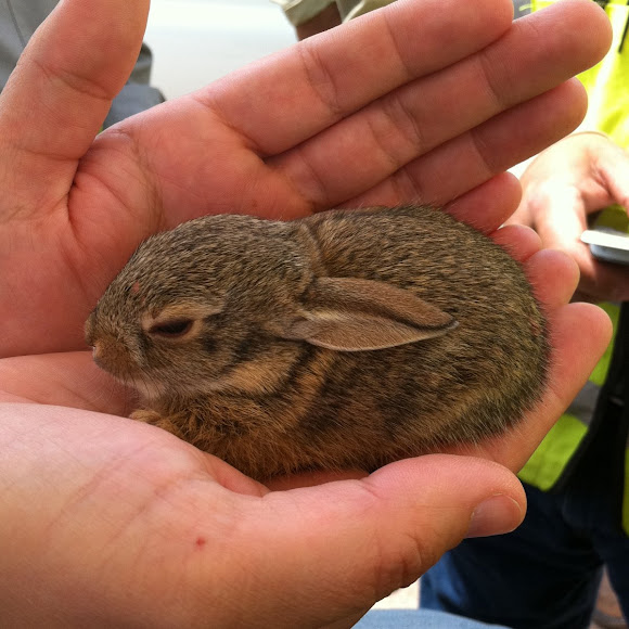 Baby Cottontail Rabbit Project Noah