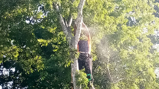 Cook's Tree Removal Tree Service