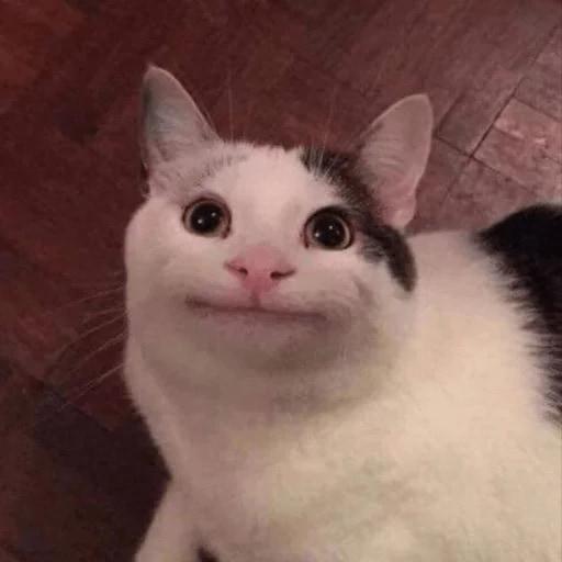 Piadas E Videos Piadas E Videos Em Memes O Gato E As Suas Piadas