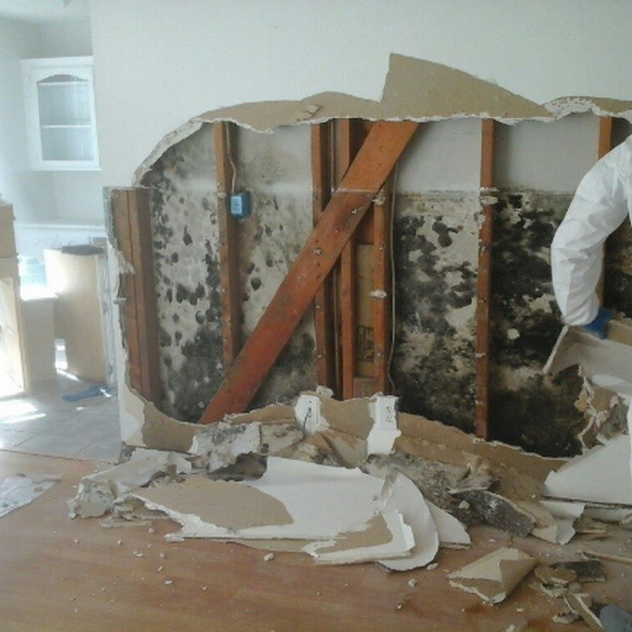 Miami Mold Removal Mold Abatement and Restoration Service in Miami