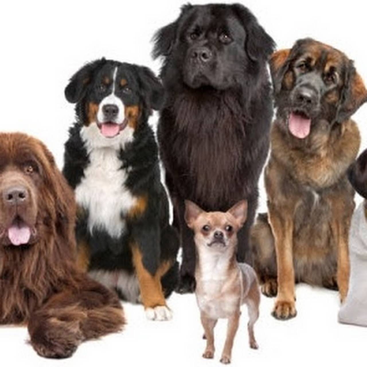 Animal Cremation Society Of Chicagoland Pet Funeral Service in Chicago