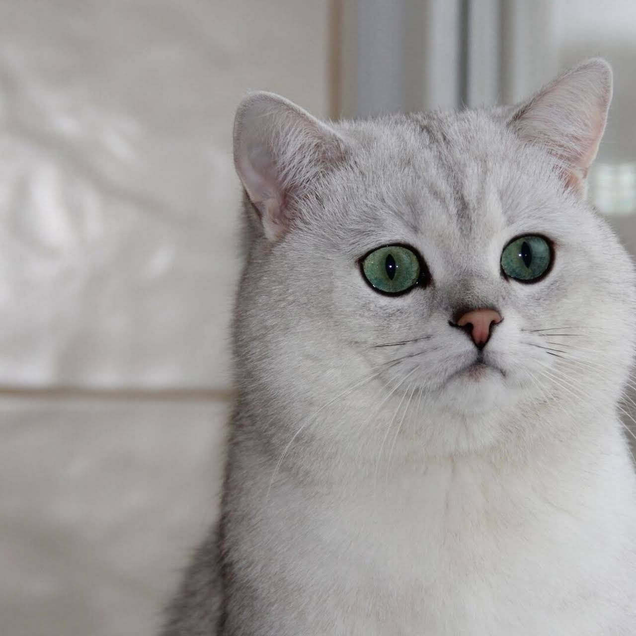 Kucing British Shorthair Untuk Dijual 2020 Kitten British Shorthair