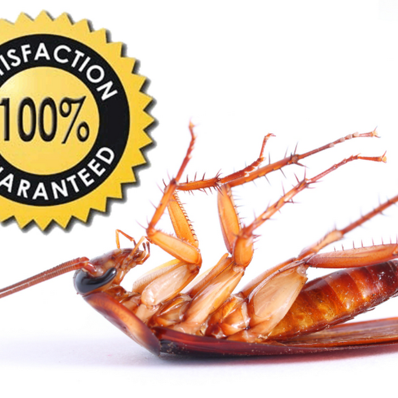Dallas Pest Control Services Best Pest Control Service in Dallas