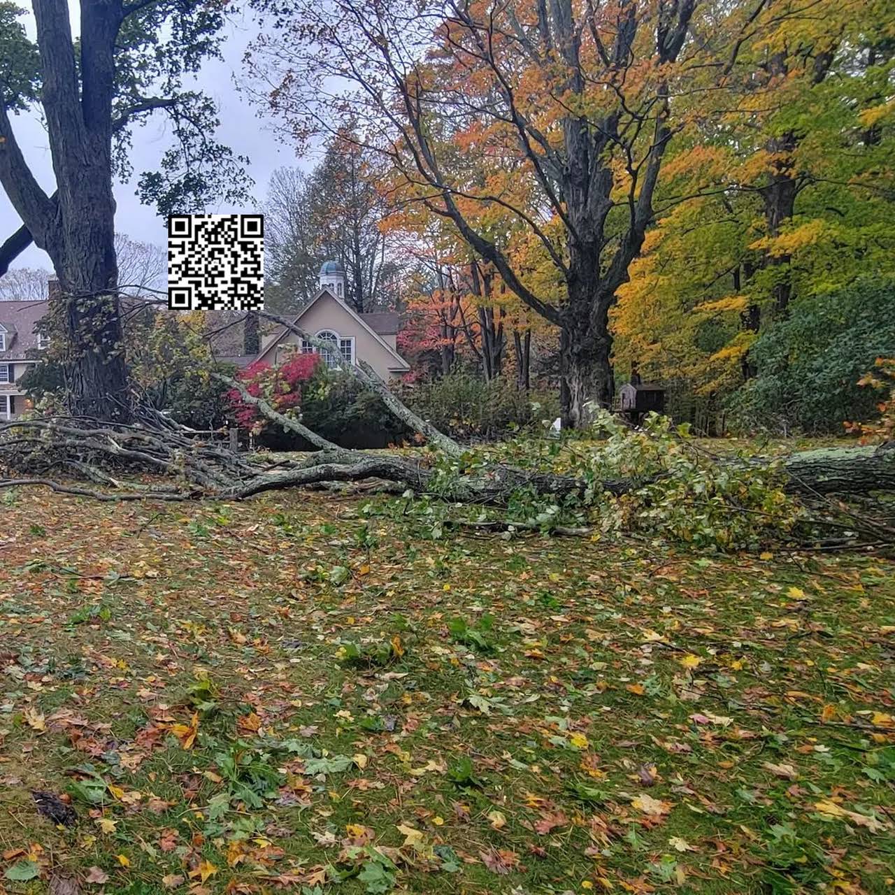 Cicoria Tree and Crane Service, Inc. Tree Service in Beverly, MA