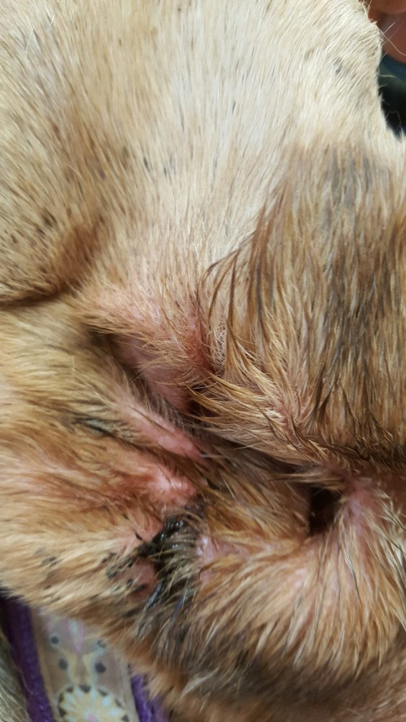 Milben Hautausschlag Bilder Hund