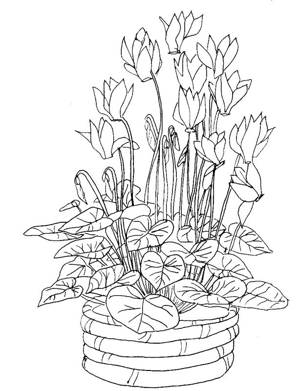 Tegninger Tegninger Blomster