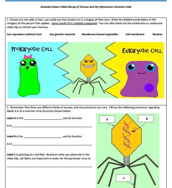 Amoeba Sisters Viruses Worksheet Answer Key Home Student