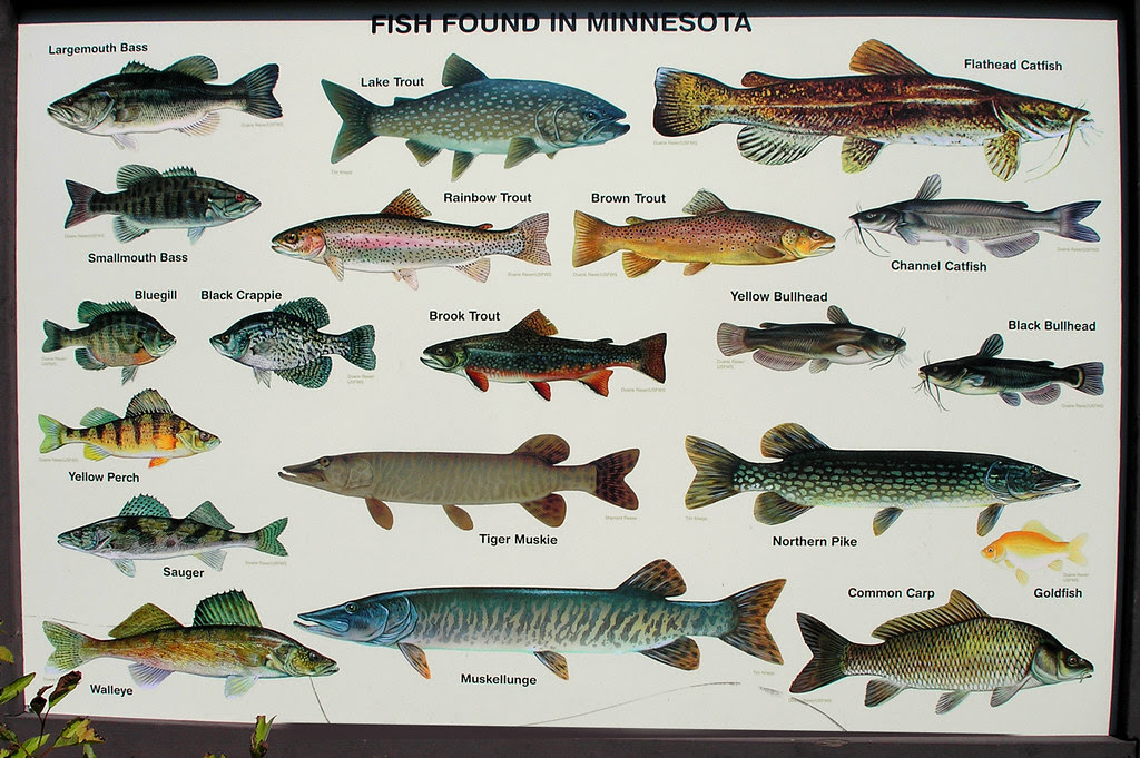 Minnesota Fish DNR State Fair Sign