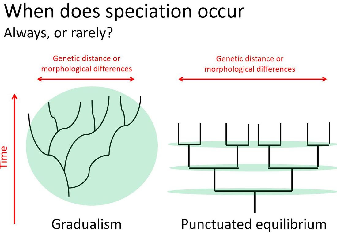 Speciation Worksheet Answer Key Worksheet List