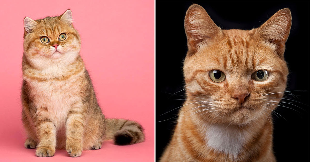 What Kind Of Cat Am I Most Like Quiz CatWalls