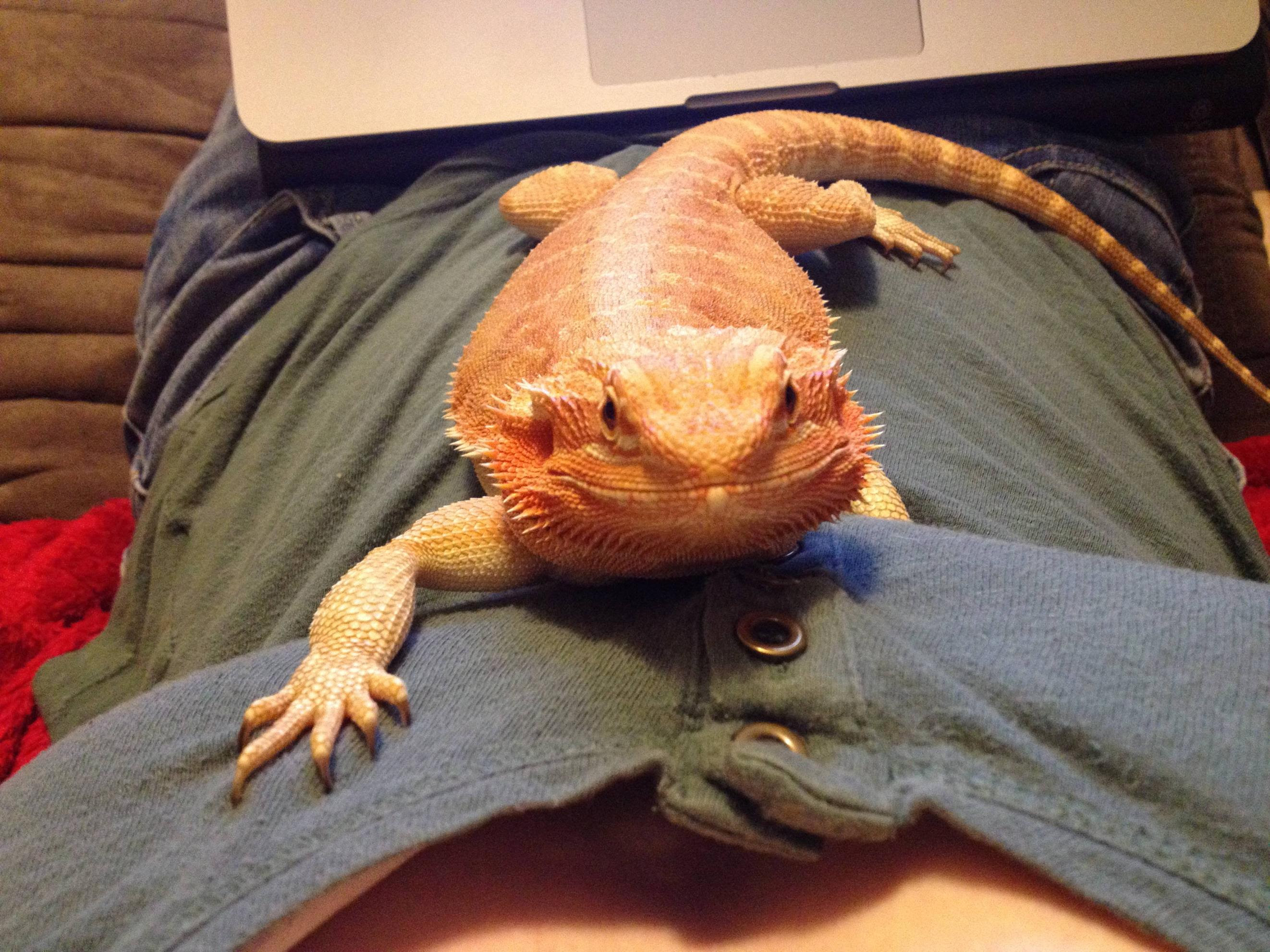 Bearded Dragon Length