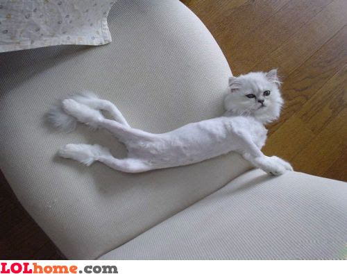 Funny Shaved Cat Picture It's Meme Cats