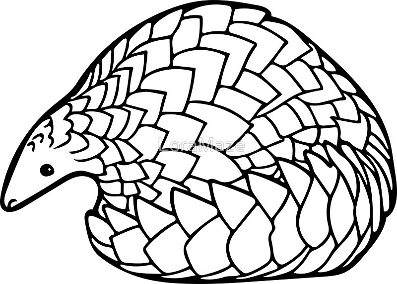 Pin on Mammal Coloring Pages Pinterest