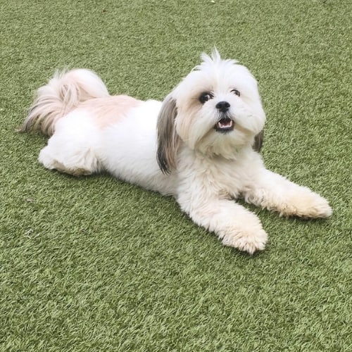 Are Lhasa Apsos Good With Other Dogs