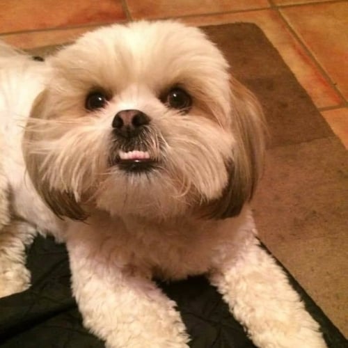 Are Lhasa Apso’s Good Family Dogs? Lhasa Apso Owner