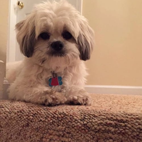 Are Lhasa Apso’s Good Family Dogs? Lhasa Apso Owner