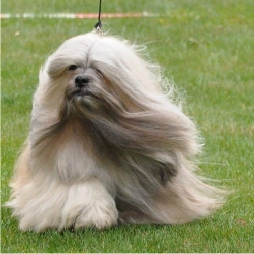 Are Lhasa Apso The Most Intelligent Dogs
