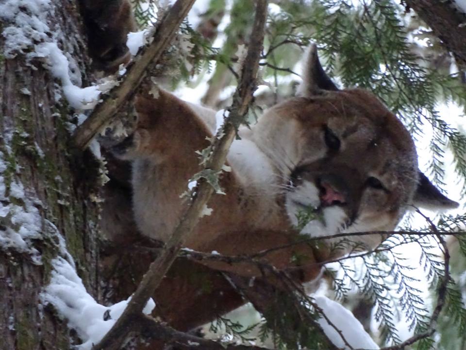 Hunting Mountain Lions with hounds in North Central Idaho Cougars