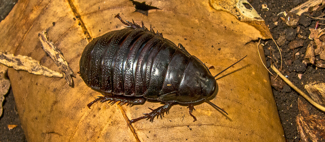 Lord Howe cockroach rediscovered Lord Howe Island Museum