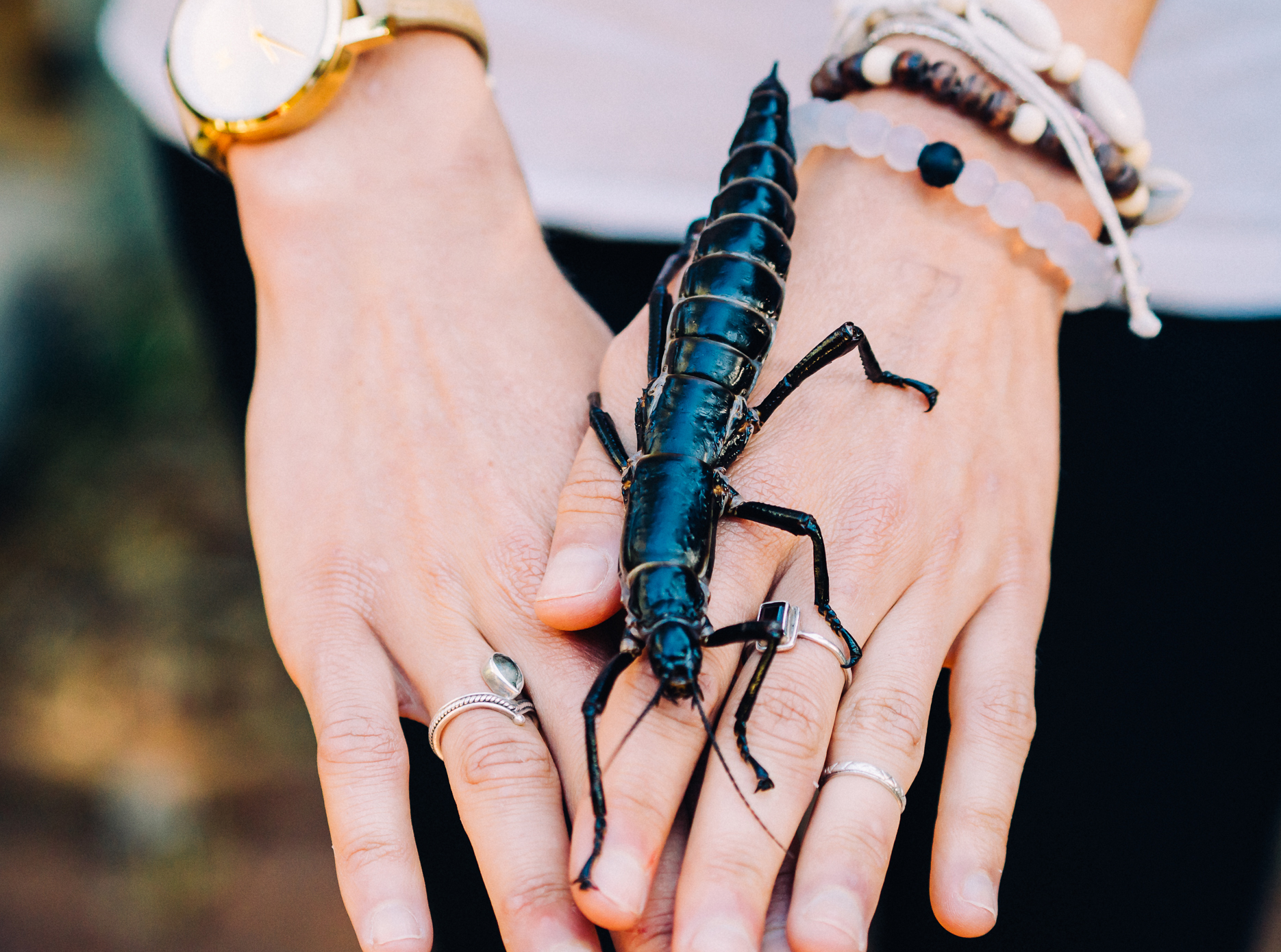 phasmid Lord Howe Island Rodent Eradication Project