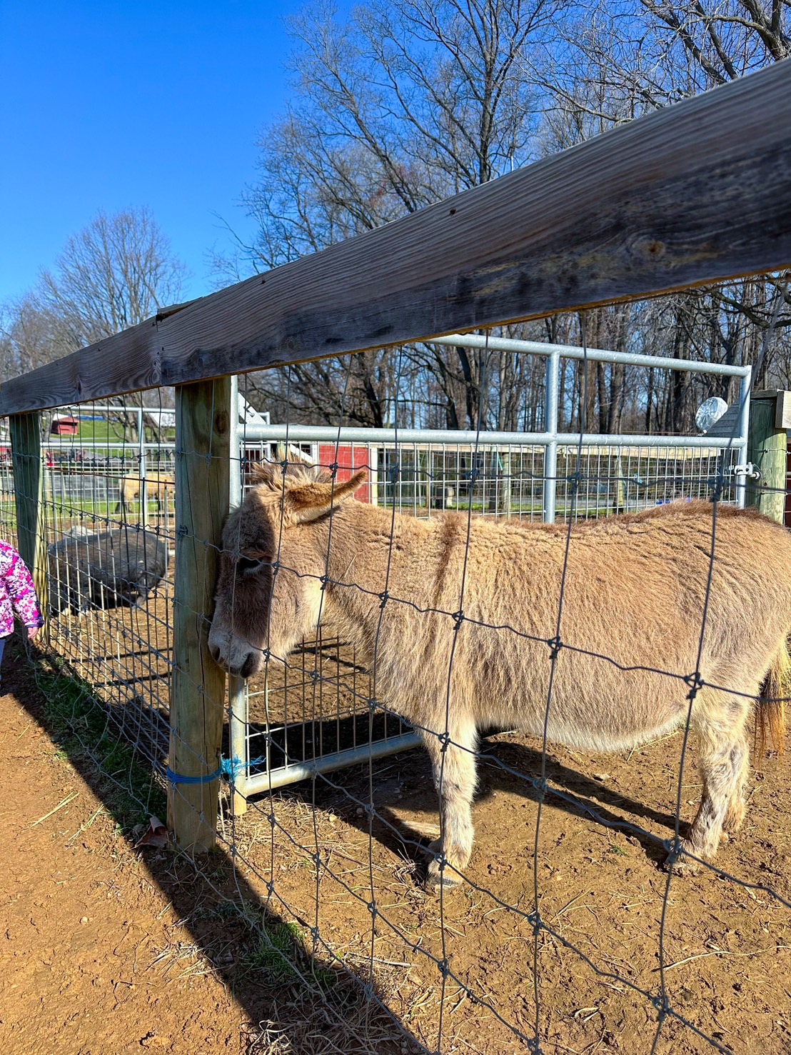 【ファーム3つを比較】イースター到来！エッグハントイベントに行きました！│Lily's Life in USA