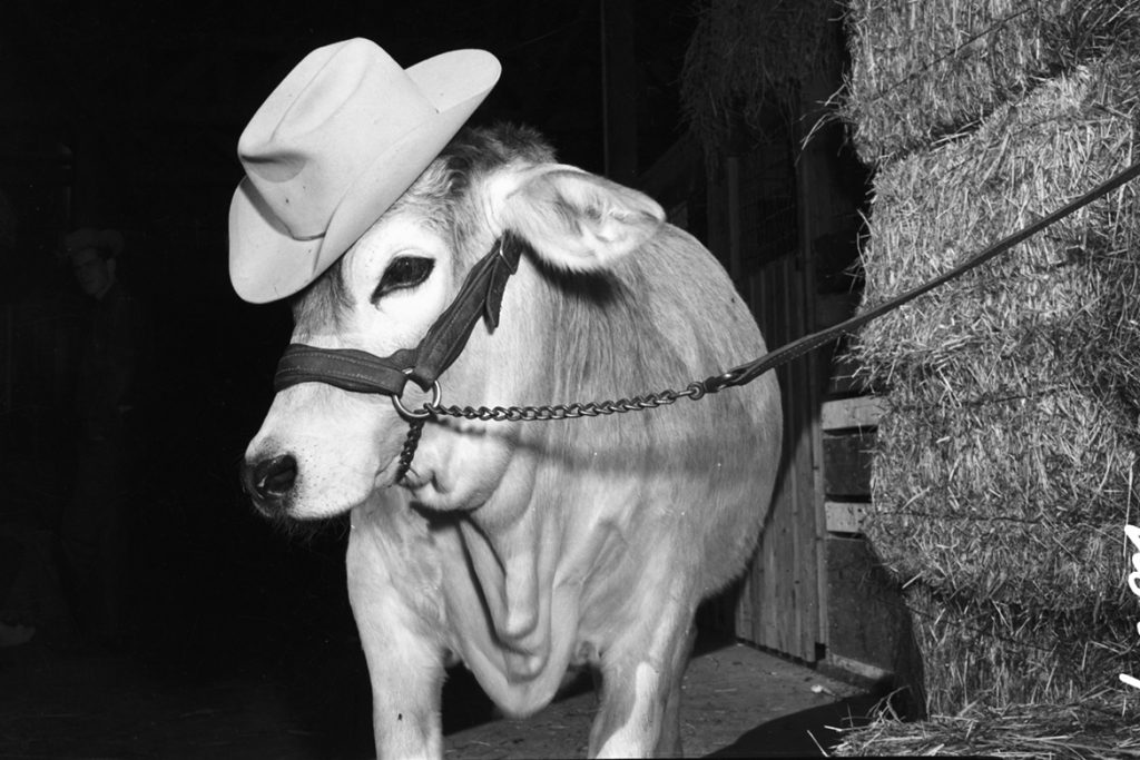 A cow wearing a cowboy hat La Puerta