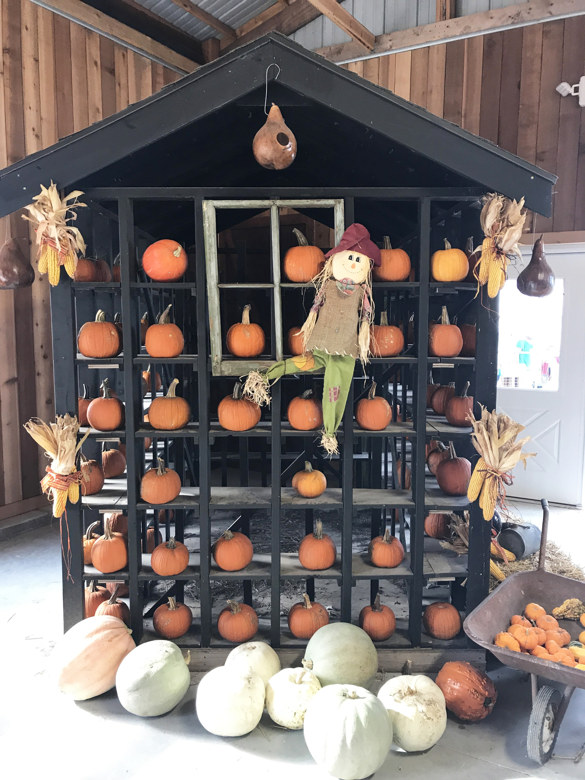 The KC Pumpkin Patch is the perfect fall activity for families.