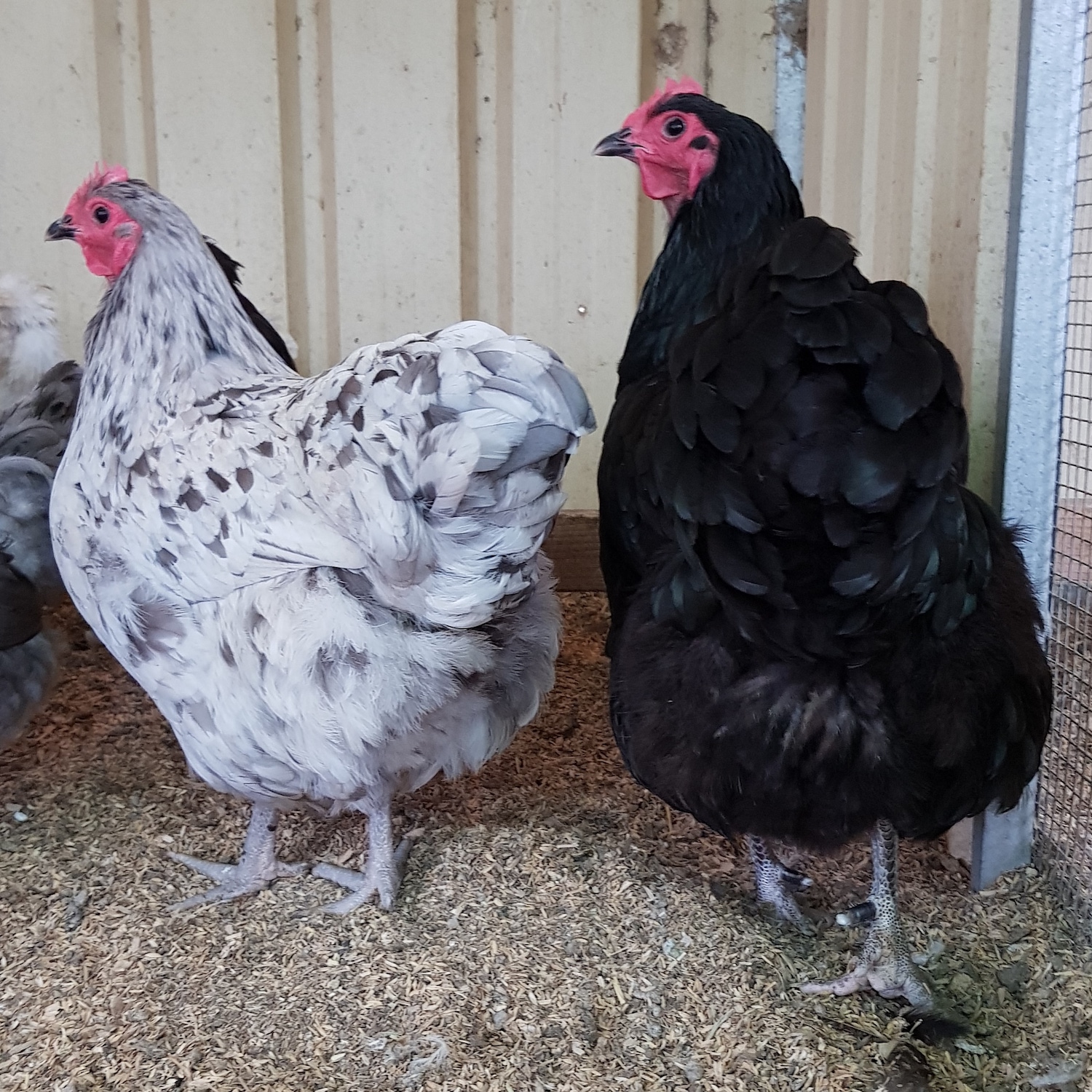 Our Breeds Libbys Heritage Chickens