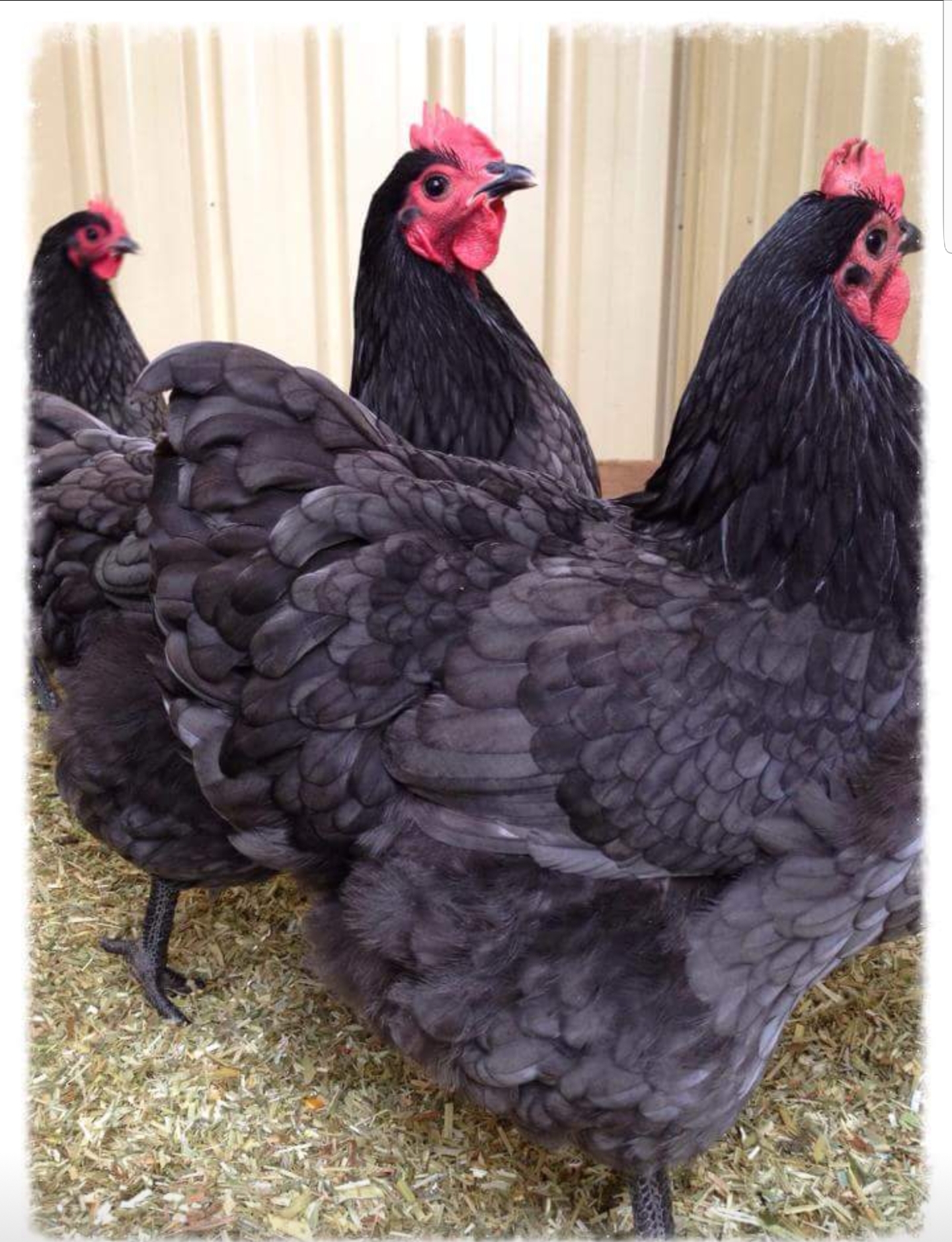 Our Breeds Libbys Heritage Chickens