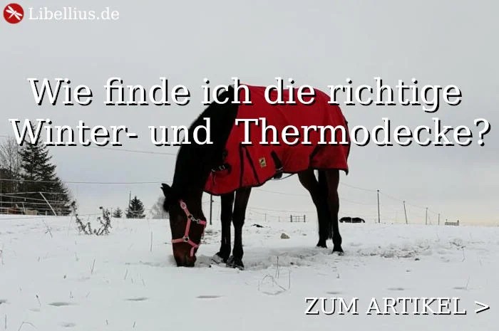 Das Braucht Ein Guter Distanzreiter: Körperliche Und Charakterliche Voraussetzungen - Libellius 465_x_700_jpg