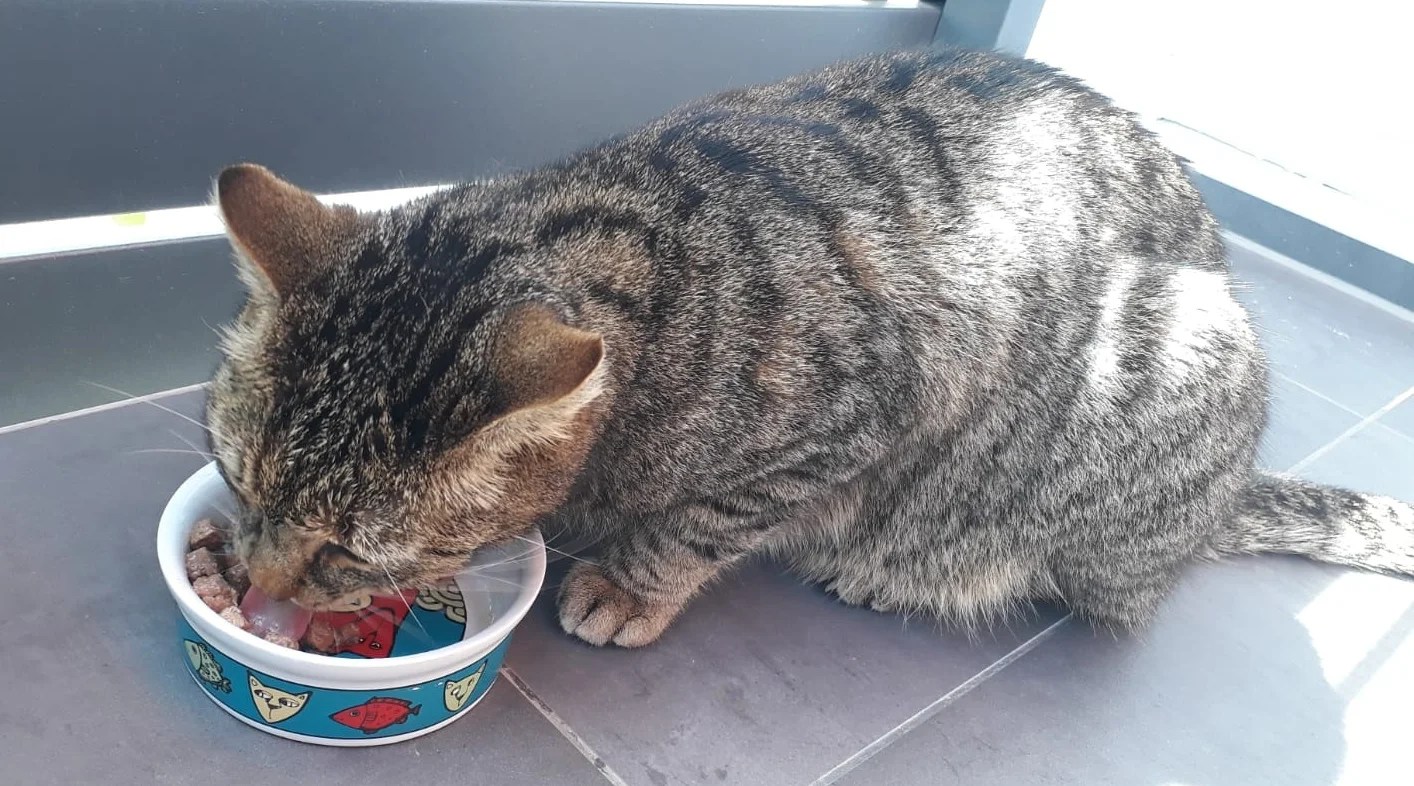Wie Oft Sollte Man Eine Katze Füttern www.maredsousbulle.com