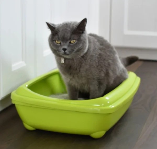 Katzenklo kaufen und aufstellen was Sie beachten sollten