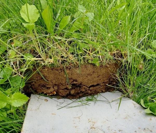 Grüner Rasen auch im Hochsommer So bewässern Sie richtig Libellius