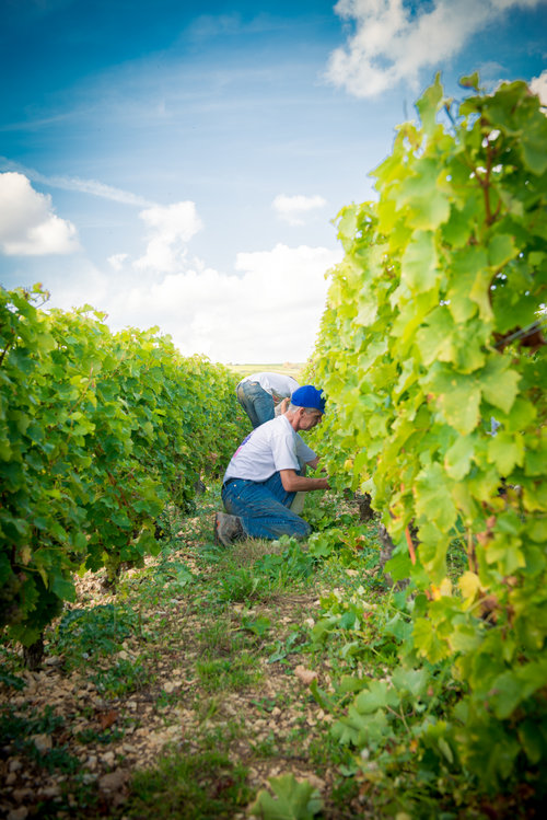 Sancerre Blanc サンセール・ブラン Domaine La Croix Saint Laurent