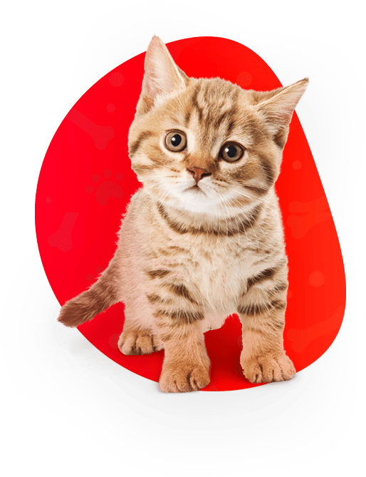 Liberta Veteriner Kliniği Eryaman Veteriner 7/24 Acil