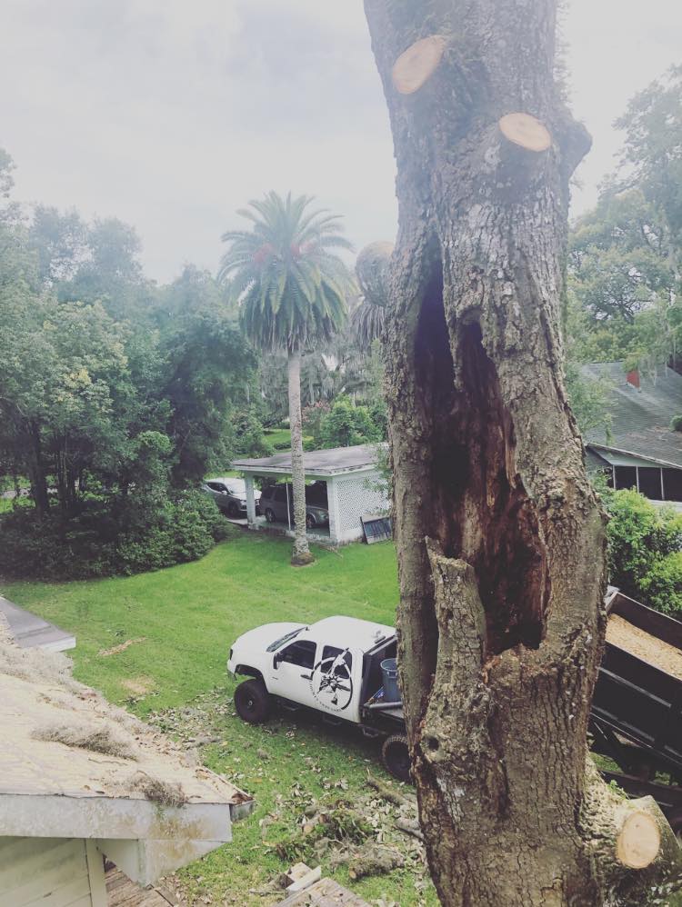 Tree Service Liberty Tree Care Tree Service Tree Trimming Tree Removal