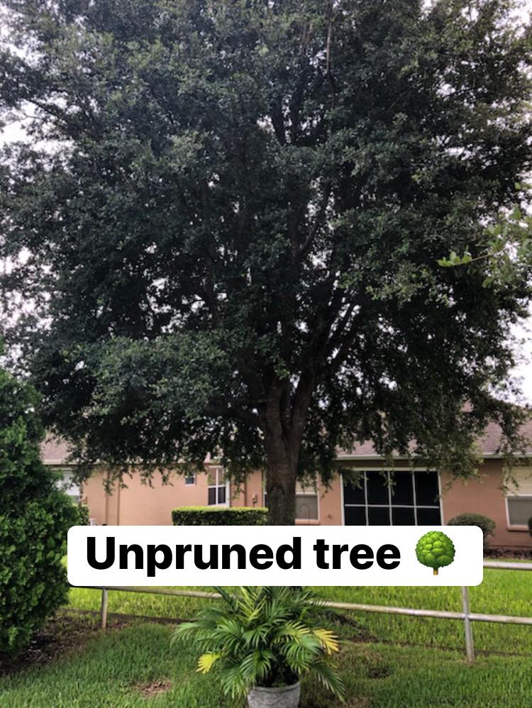 Tree Service Liberty Tree Care Tree Service Tree Trimming Tree Removal