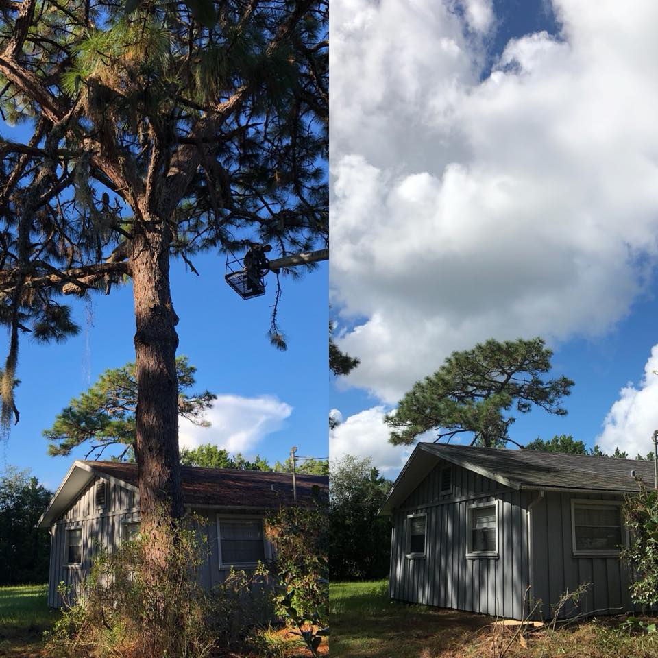 Tree Service Liberty Tree Care Tree Service Tree Trimming Tree Removal