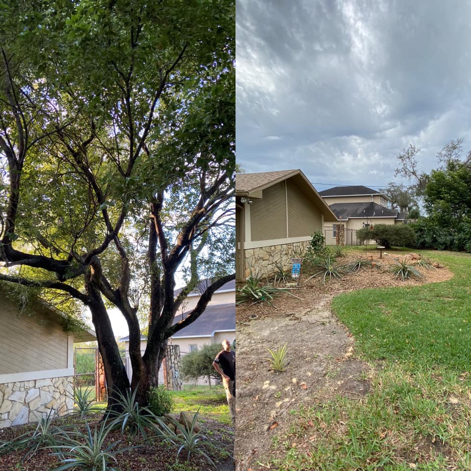 Tree Service Liberty Tree Care Tree Service Tree Trimming Tree Removal