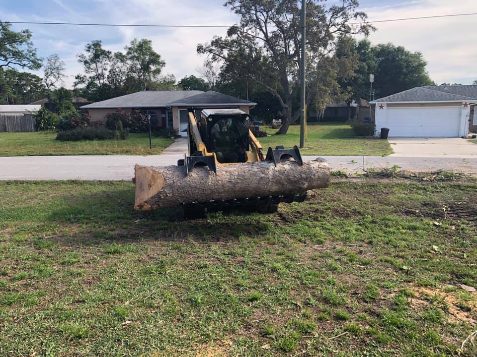 Tree Service Liberty Tree Care Tree Service Tree Trimming Tree Removal