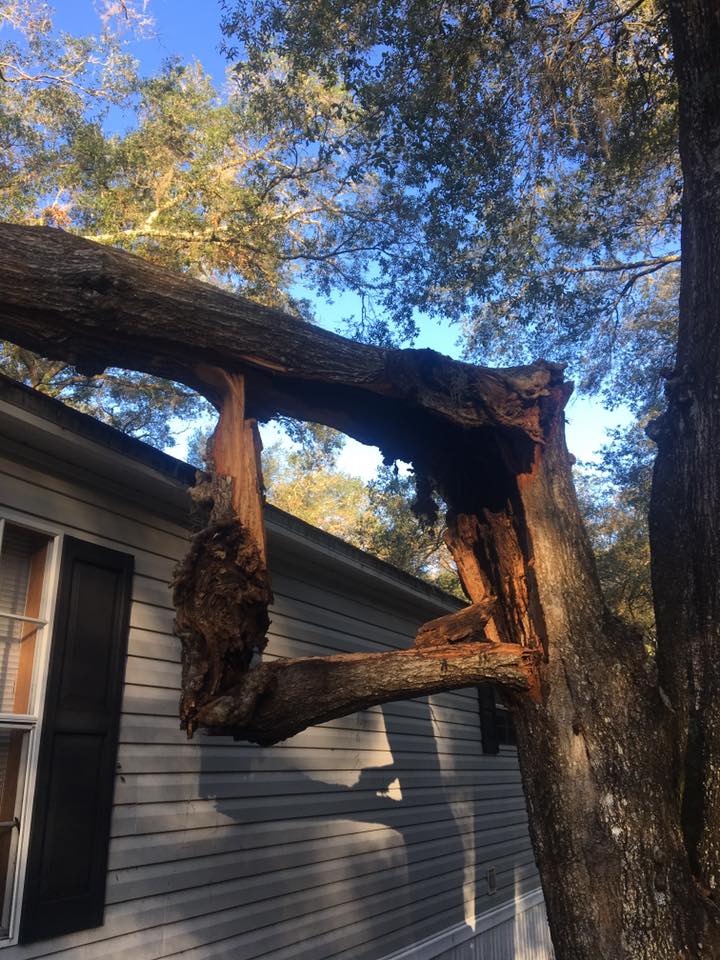 Tree Service Liberty Tree Care Tree Service Tree Trimming Tree Removal