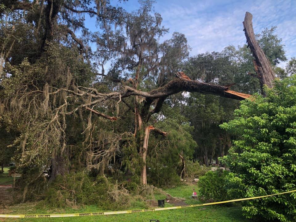 Tree Service Liberty Tree Care Tree Service Tree Trimming Tree Removal